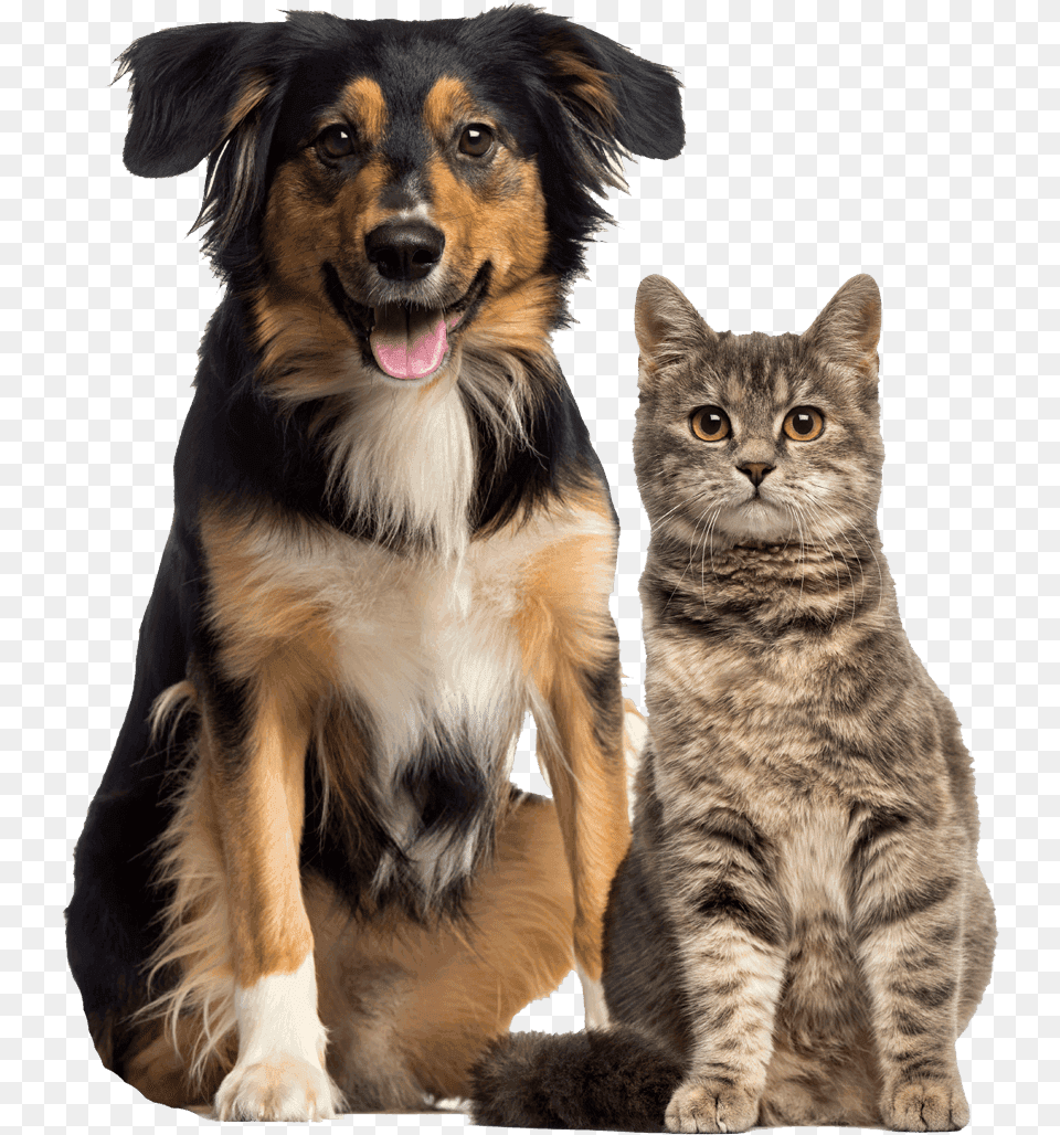 Clear Creek Animal Hospital Transparent Cat And Dog, Canine, Mammal, Pet, Manx Png Image