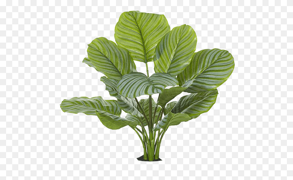 Clear Cut Tropical Houseplant, Leaf, Plant, Flower Free Transparent Png