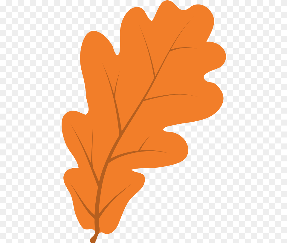 Clear Oak Leaf Graphic Autumn, Plant, Tree, Person, Food Png
