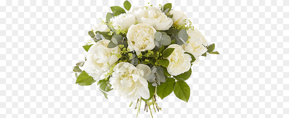 Clear Peonies Quino Damen, Flower, Flower Arrangement, Flower Bouquet, Plant Png