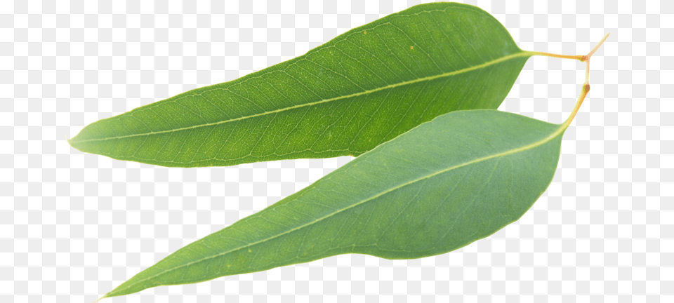 Clear Revive Eucalyptus Essential Oil I Bay Laurel, Leaf, Plant, Tree Free Transparent Png