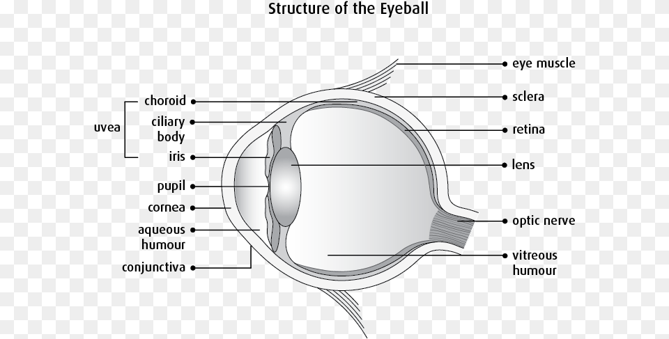 Clear Structure Of Eye, Chart, Plot, Cutlery, Diagram Free Png