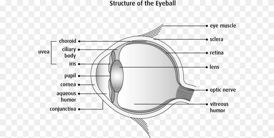 Clear Structure Of Eye, Art, Drawing, Cad Diagram, Diagram Free Transparent Png
