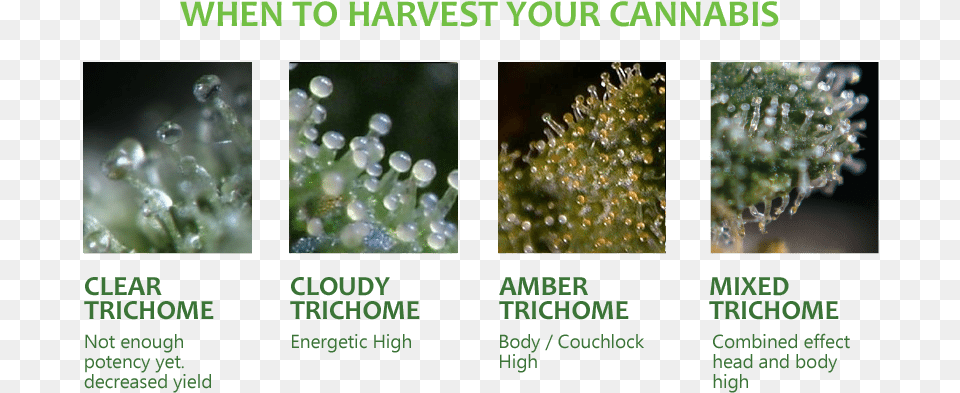 Clear Vs Cloudy Trichomes, Moss, Plant, Droplet, Vegetation Png