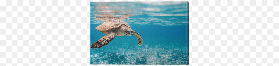 Clearest Water With Turtle, Animal, Reptile, Sea Life, Sea Turtle Png Image