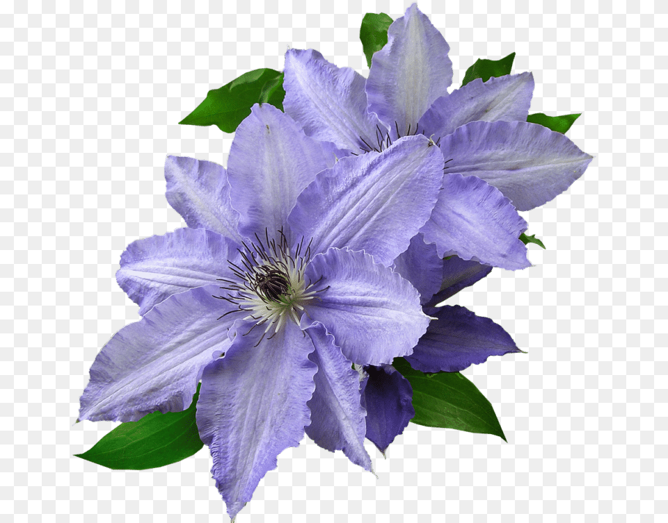 Clematis All Flowers Images In Hd Download, Acanthaceae, Flower, Geranium, Plant Png