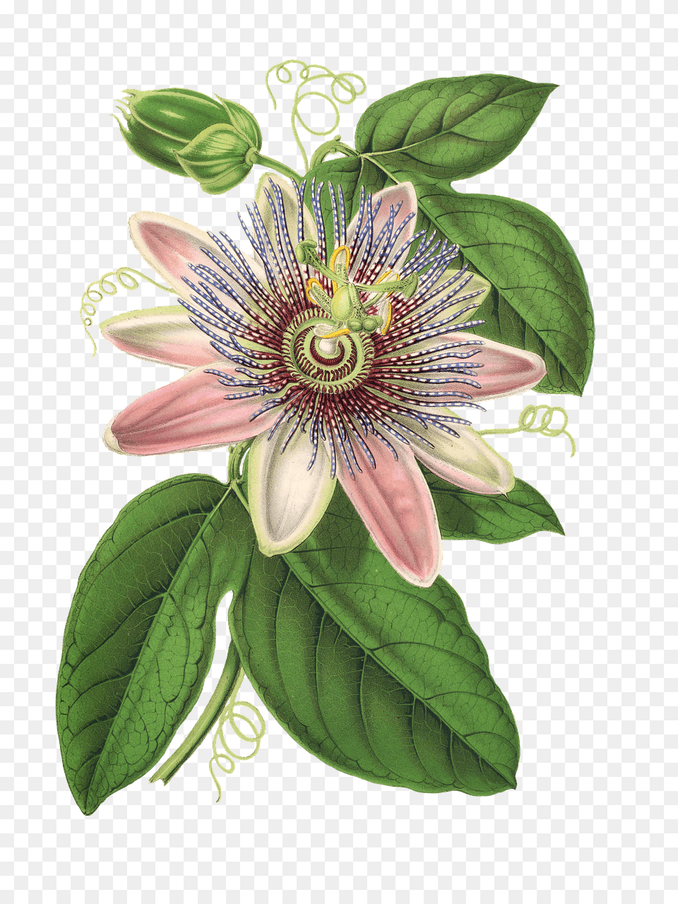 Clematis Drawing, Anther, Flower, Plant, Pattern Free Transparent Png