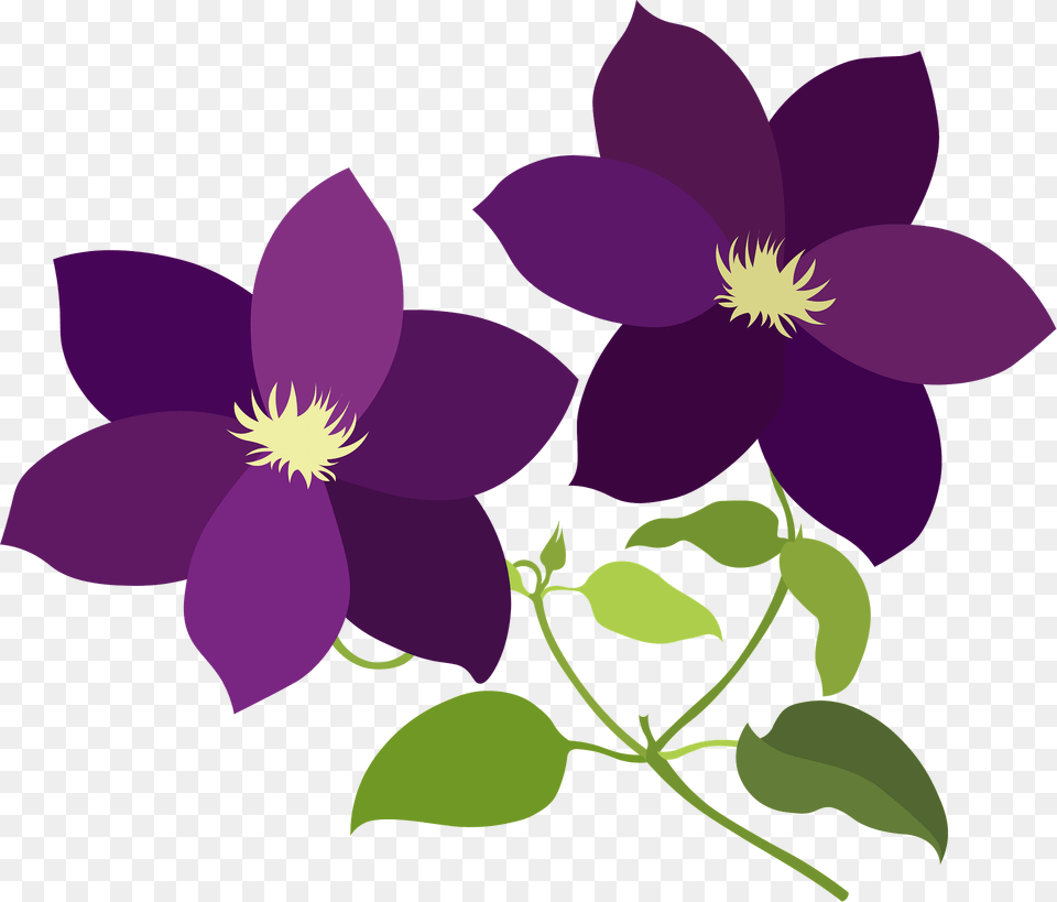 Clematis Flower Clipart, Art, Floral Design, Graphics, Pattern Png Image