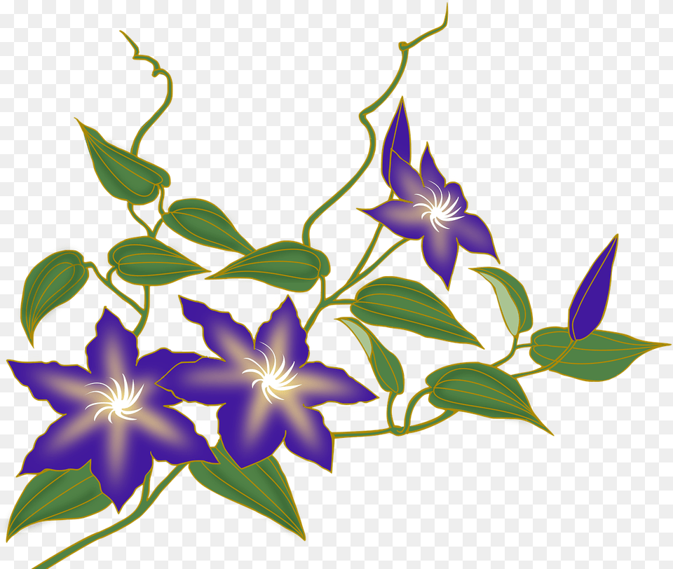 Clematis Flower Vine Purple Clematis, Art, Floral Design, Graphics, Pattern Png