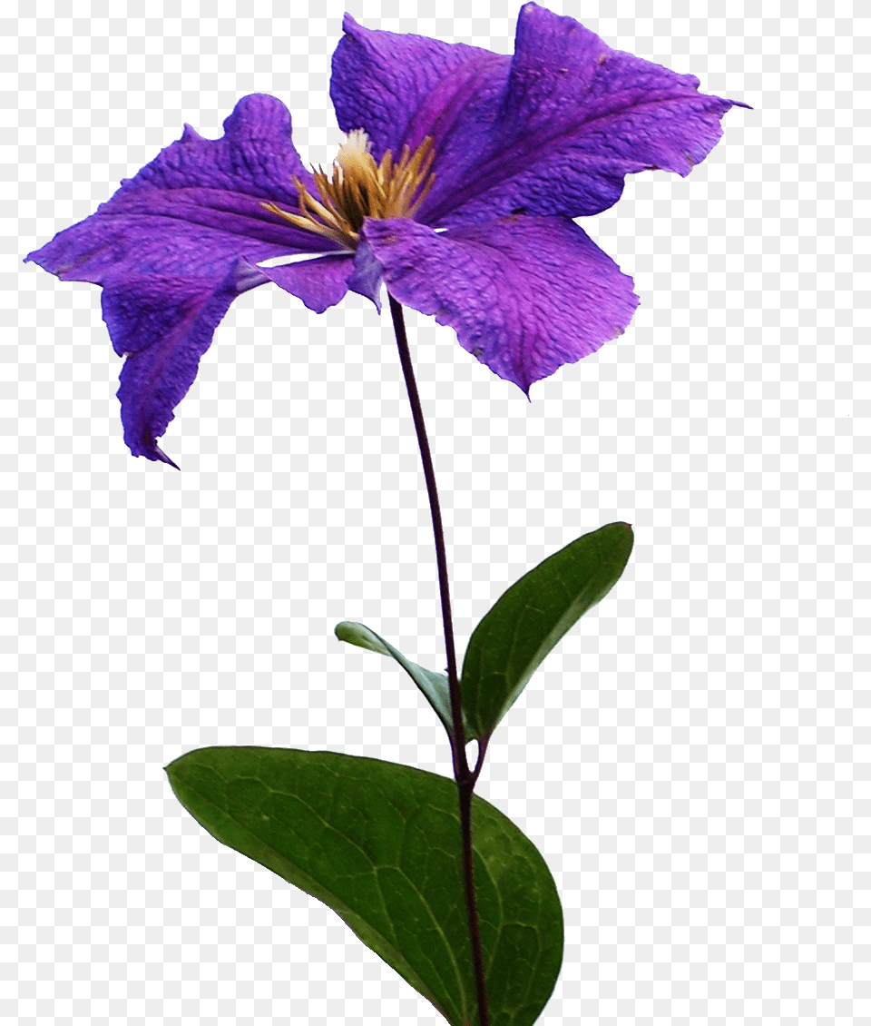 Clematis Flowers Background Iris, Acanthaceae, Flower, Geranium, Petal Free Transparent Png