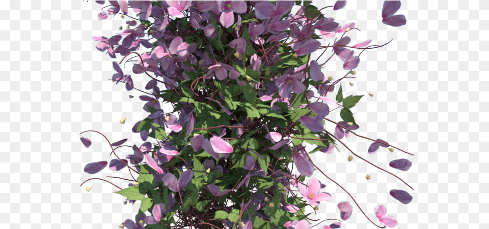 Clematis Montana 553 Kb Anemone Clematis, Plant, Flower, Petal, Purple Png