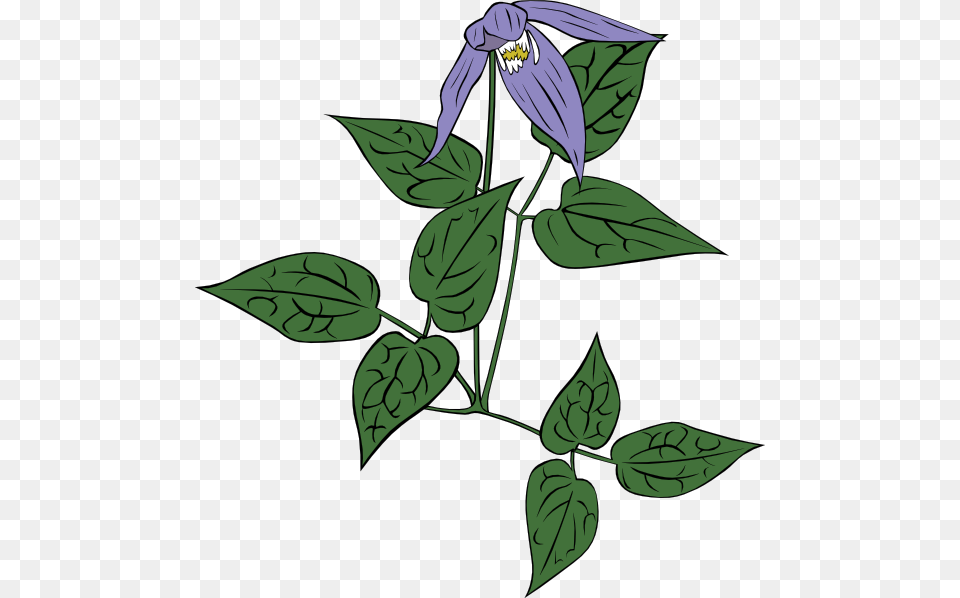 Clematis Occidentalis Clip Art Vector, Flower, Leaf, Plant, Acanthaceae Free Transparent Png