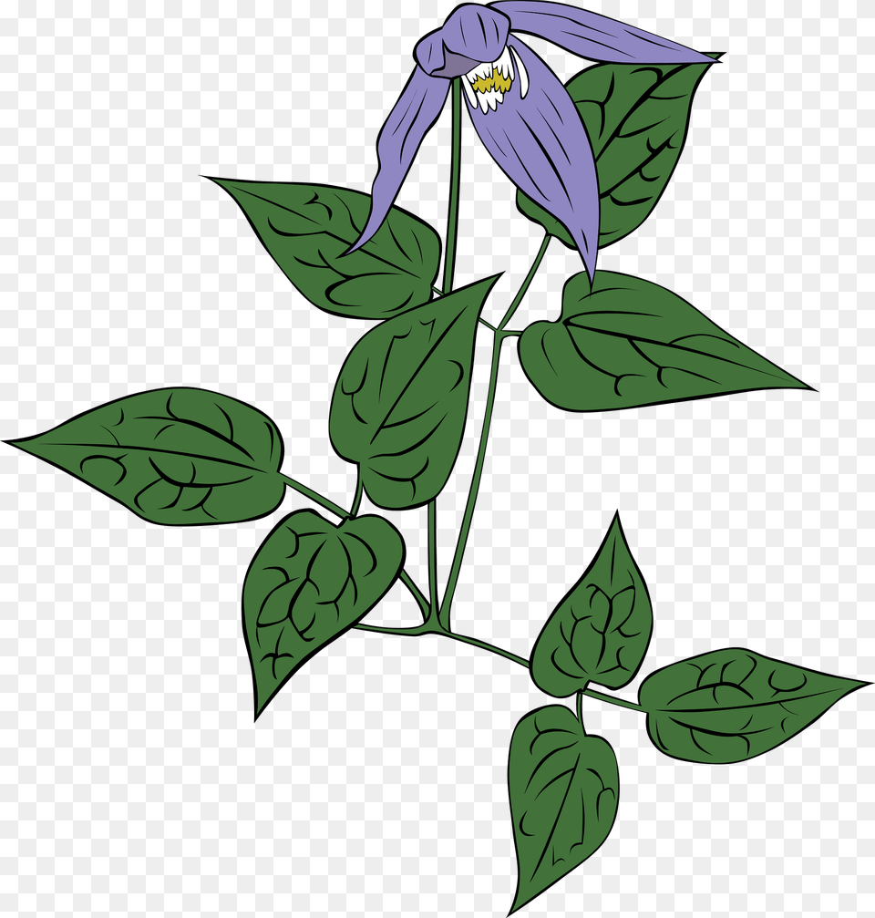Clematis Occidentalis Clipart, Acanthaceae, Flower, Leaf, Plant Free Png Download