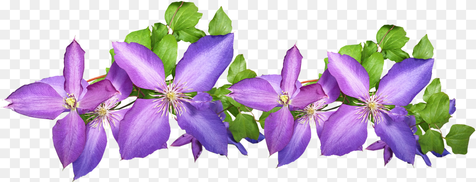 Clematis Purple Arrangement Flowers Plant Leather Flower, Geranium, Petal, Iris, Acanthaceae Png