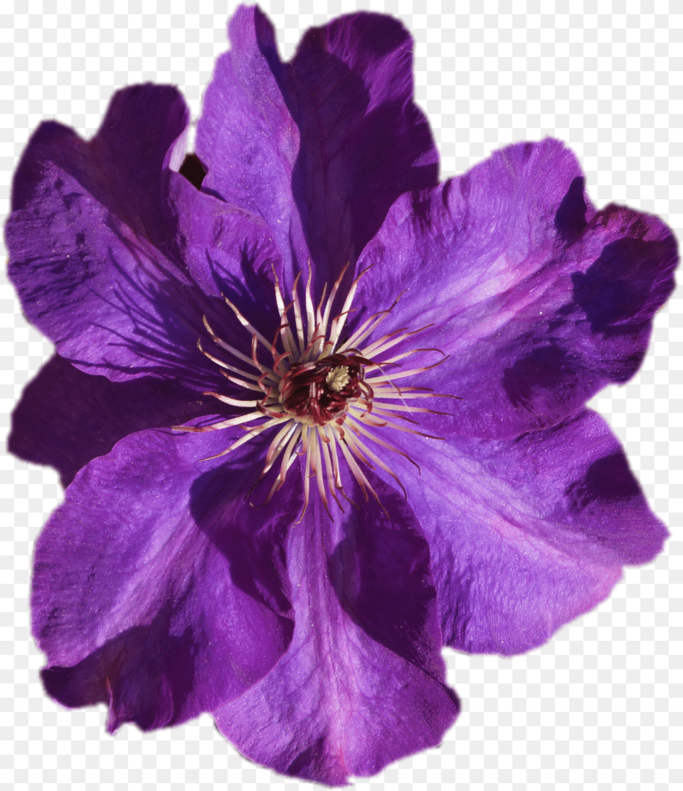 Clematis Purple Transparent Photo On Pixabay Purple Flower Transparent, Geranium, Petal, Plant, Rose Png