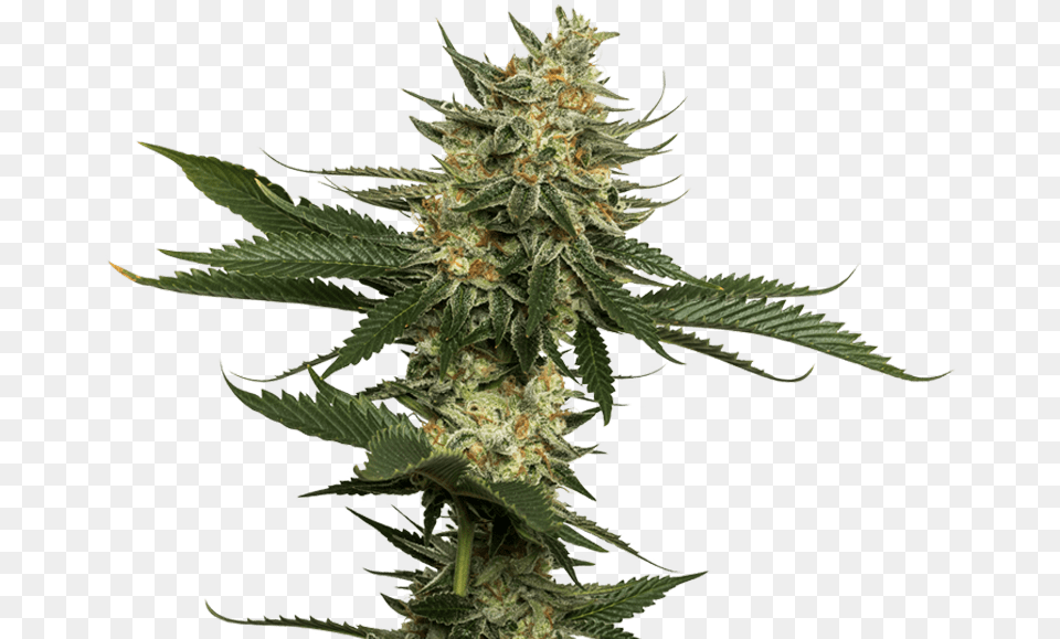 Clementine Sativa Marijuana Flower Cannabis Strain Weed Plant, Grass, Hemp, Leaf Png