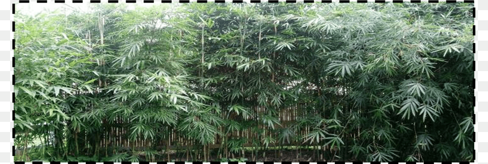 Clermont Bamboo Nursery Bamboo, Plant, Vegetation, Tree Png