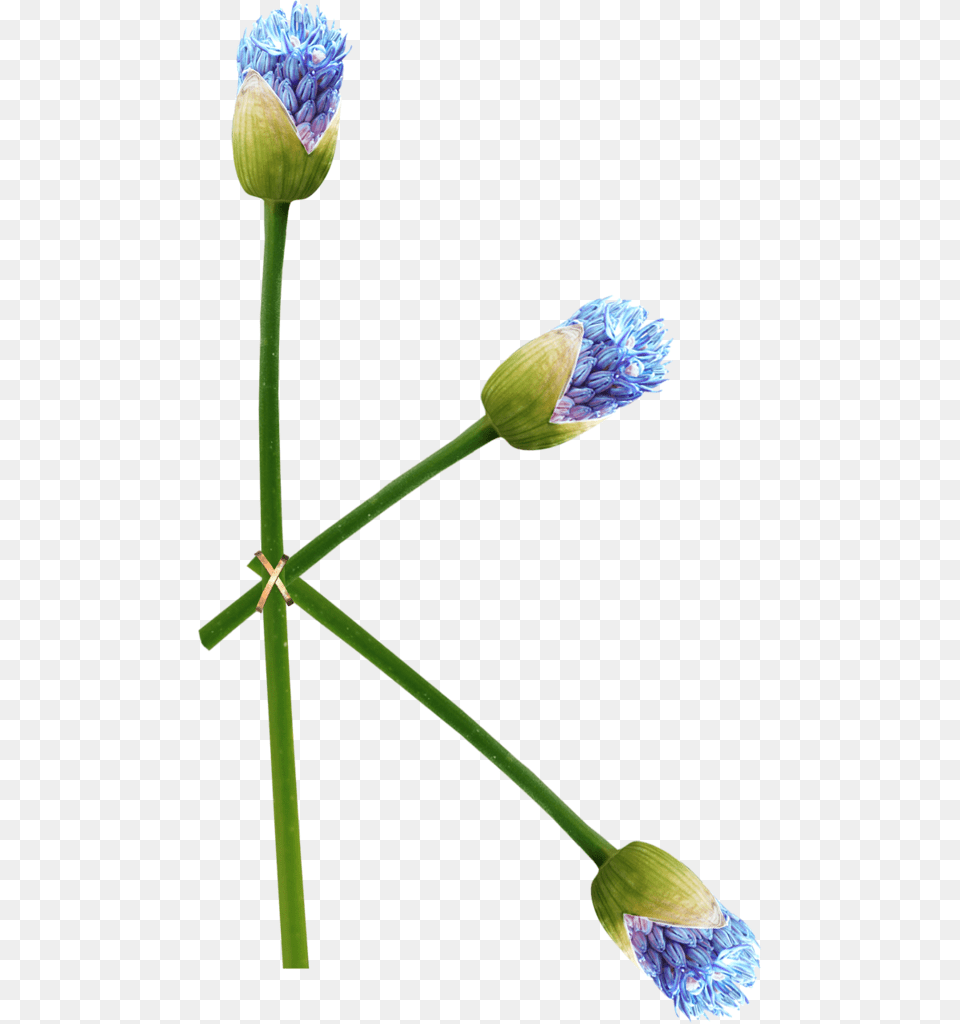 Clesnoj, Bud, Flower, Plant, Sprout Png