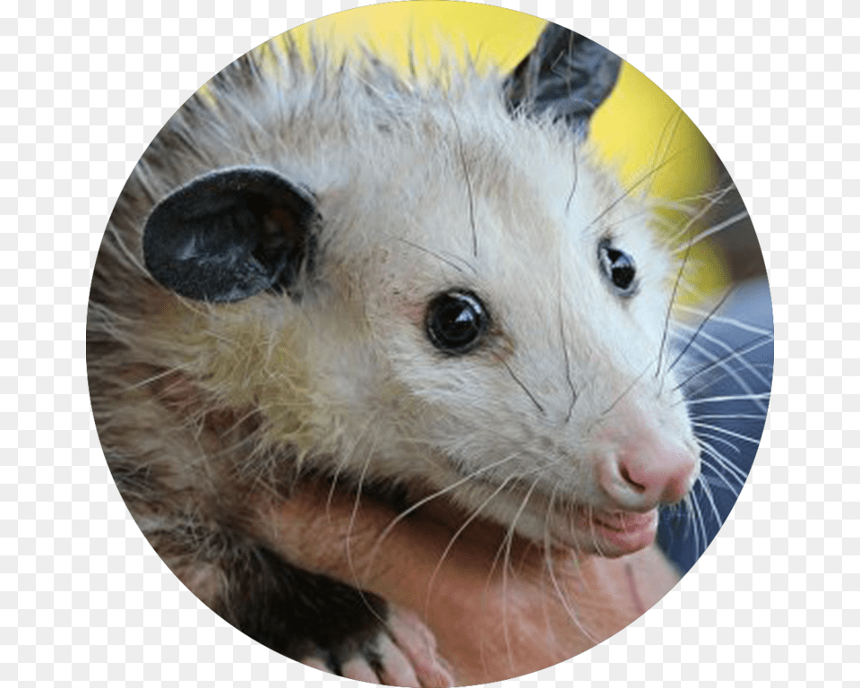 Cleveland Browns Rally Possum Does Opossum Eat, Animal, Mammal, Rat, Rodent Free Png