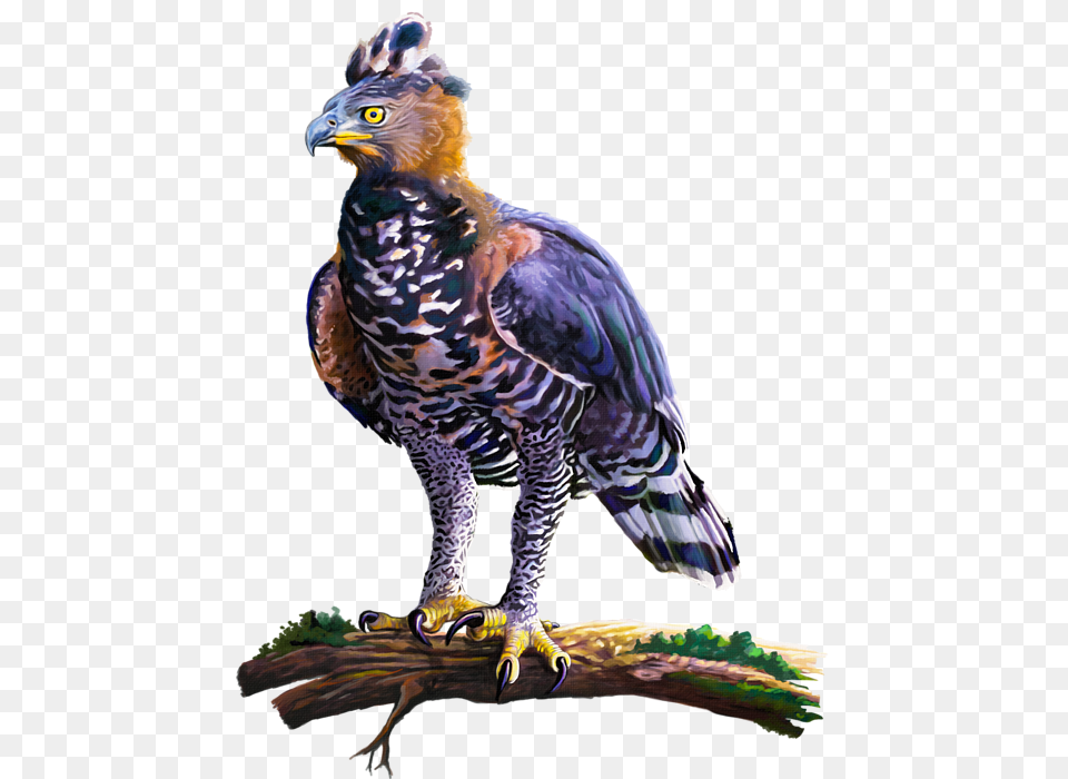 Click And Drag To Re Position The If Desired African Crowned Eagle, Accipiter, Animal, Bird, Vulture Free Png