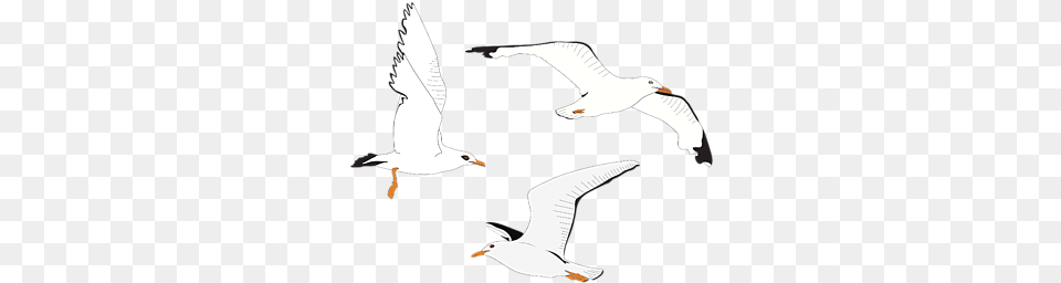 Click And Drag To Re Position The If Desired European Herring Gull, Animal, Beak, Bird, Flying Free Transparent Png