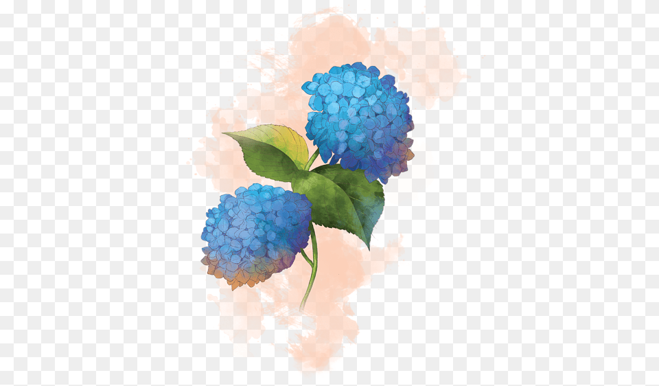 Click And Drag To Re Position The If Desired Hydrangea, Art, Produce, Plant, Leaf Free Png