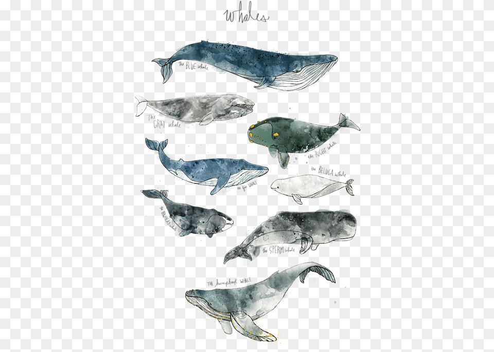 Click And Drag To Re Position The Image If Desired Amy Hamilton Whales, Animal, Mammal, Sea Life, Whale Free Transparent Png