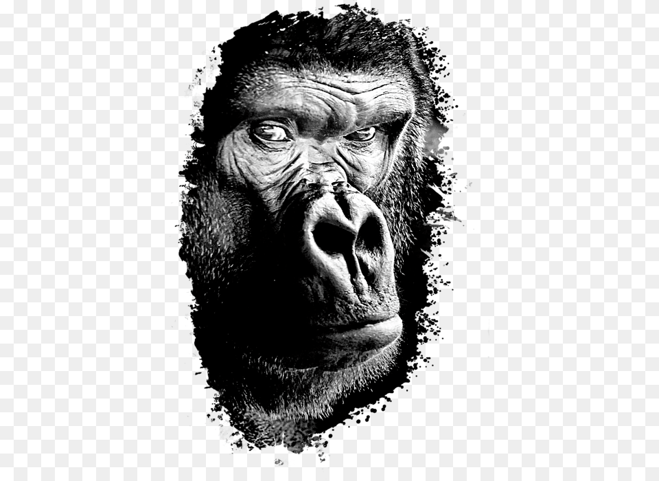 Click And Drag To Re Position The Image If Desired Black And Grey Gorilla, Animal, Ape, Mammal, Wildlife Png