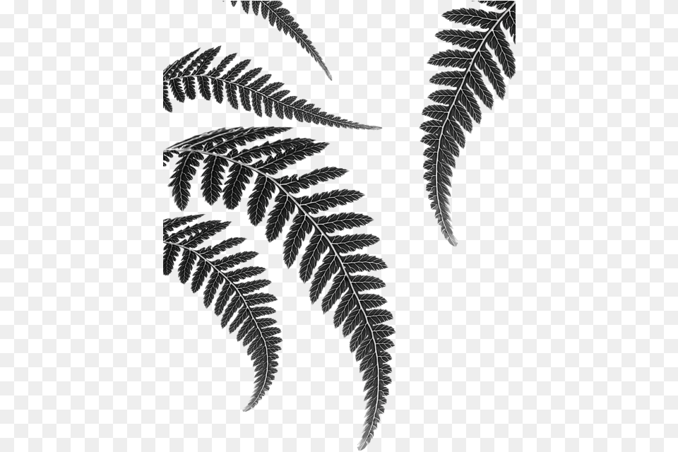 Click And Drag To Re Position The Image If Desired Canvas Print, Fern, Plant Free Png Download