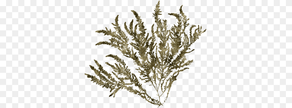 Click And Drag To Re Position The Image If Desired Cypress Family, Moss, Plant, Chandelier, Lamp Free Transparent Png