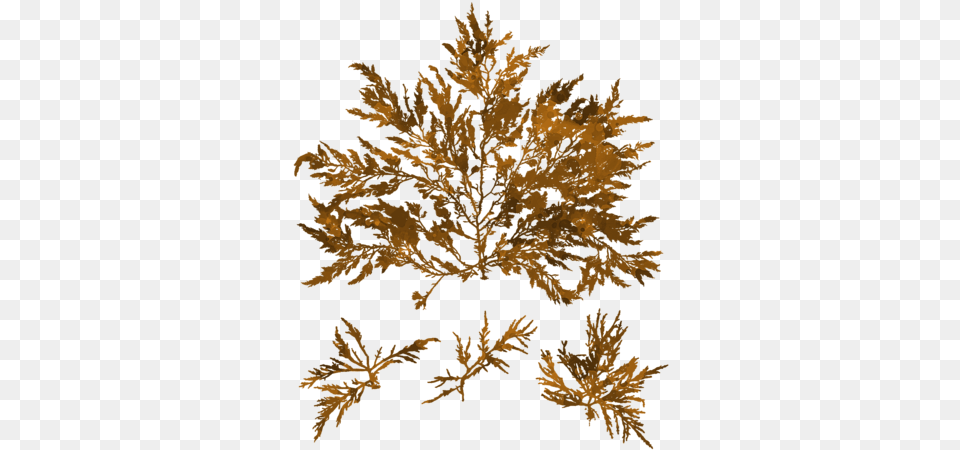 Click And Drag To Re Position The Image If Desired Lamina, Seaweed, Leaf, Plant, Person Free Transparent Png