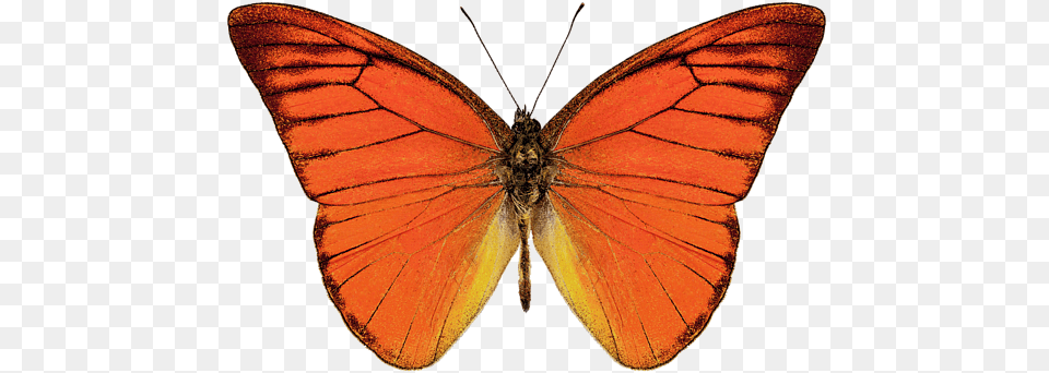 Click And Drag To Re Position The Image If Desired Orange Albatross Butterfly, Animal, Insect, Invertebrate Free Png Download