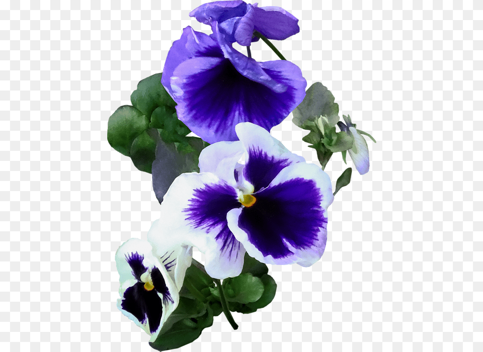 Click And Drag To Re Position The Image If Desired Pansy, Flower, Geranium, Plant, Rose Free Png Download