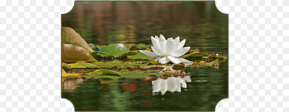 Click And Drag To Re Position The Image If Desired Reflection, Flower, Lily, Plant, Pond Lily Free Png