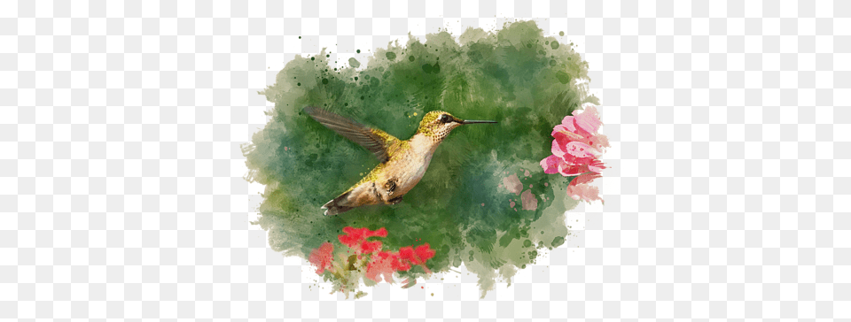 Click And Drag To Re Position The Image If Desired Ruby Throated Hummingbird Watercolor Painting Blank, Animal, Bird, Beak Free Png Download