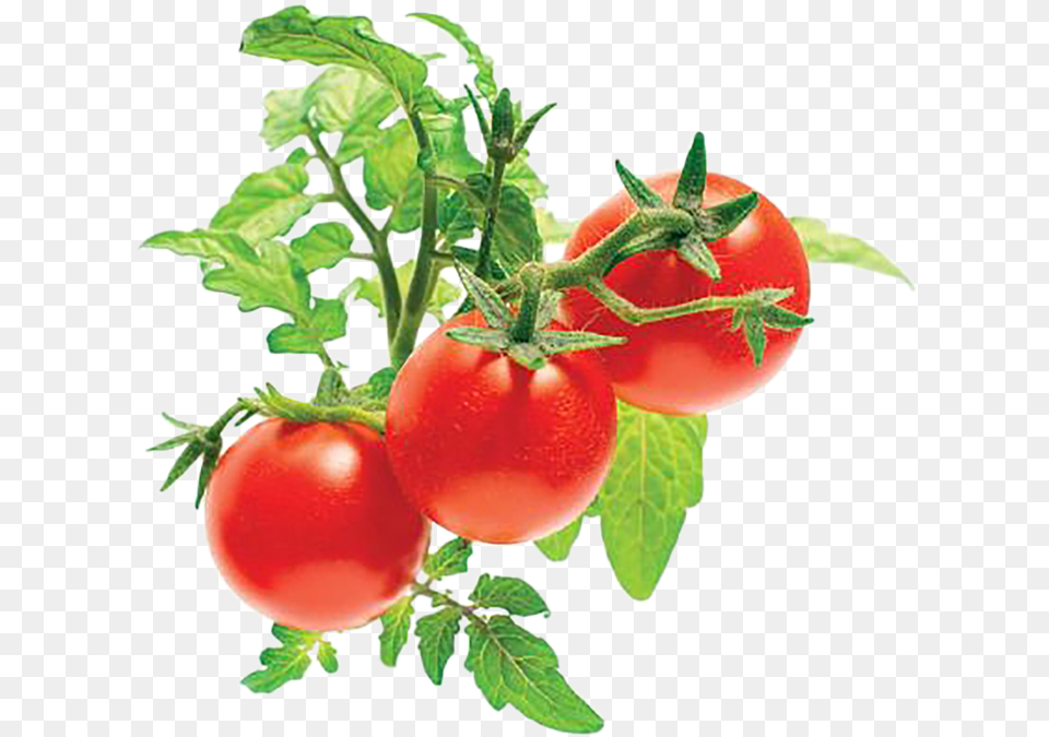 Click And Grow Mini Tomato Plant Pods Mini Tomato, Food, Produce, Vegetable, Leaf Free Transparent Png