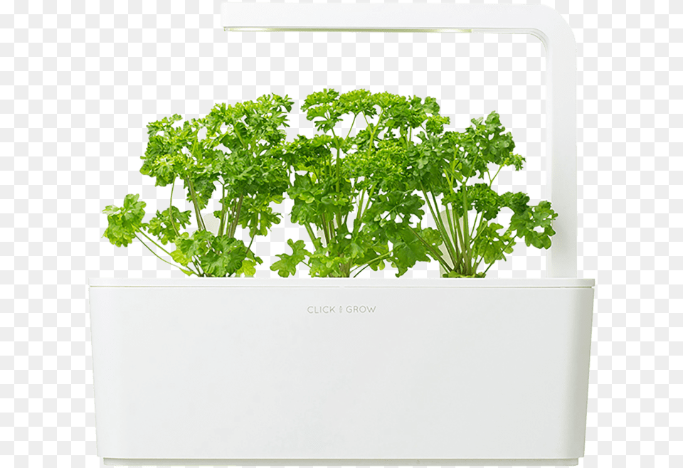 Click And Grow Smart Garden, Herbs, Parsley, Plant Png Image