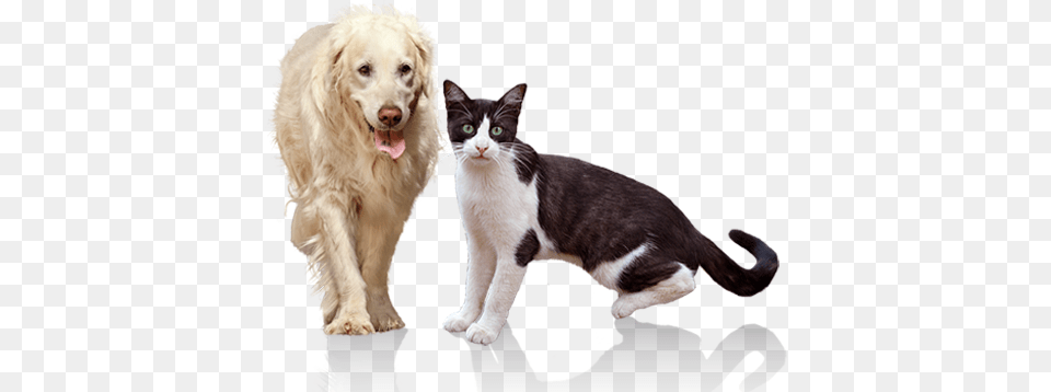 Click For Amazon Link Canadian Pet Connection, Animal, Canine, Dog, Mammal Free Png