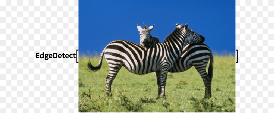 Click For Copyable Input Zebras Part Of The Horse Family, Animal, Mammal, Wildlife, Zebra Free Png