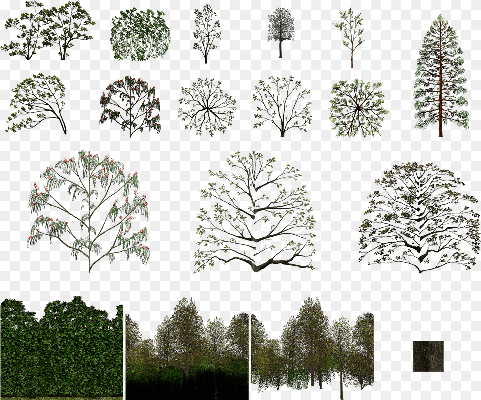 Click For Full Sized Trees Drawing, Vegetation, Tree, Plant, Fir Free Png Download
