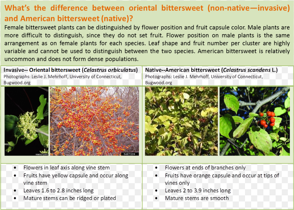 Click Here For More Detailed Information On The Differences Tree, Berry, Blueberry, Food, Fruit Png
