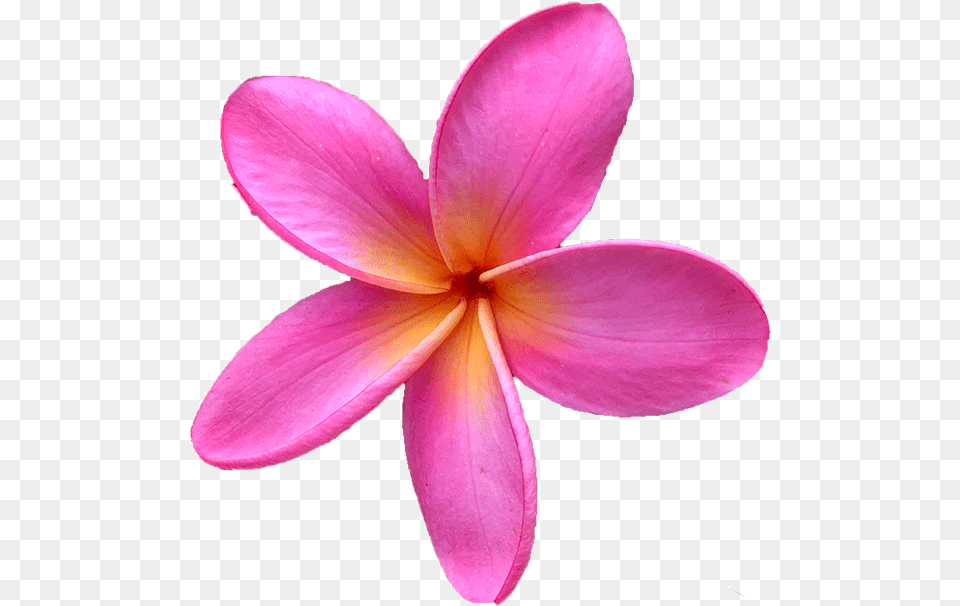 Click Here For Our Entire Plumeria Cutting Collection Pink Plumeria Flower, Petal, Plant, Geranium Free Transparent Png