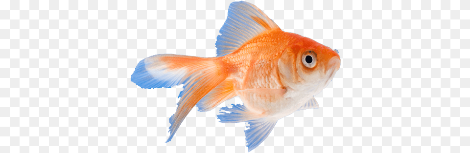 Click On Any Of The 39i39 Icons Below To See Common Fish Portable Network Graphics, Animal, Sea Life, Goldfish Png
