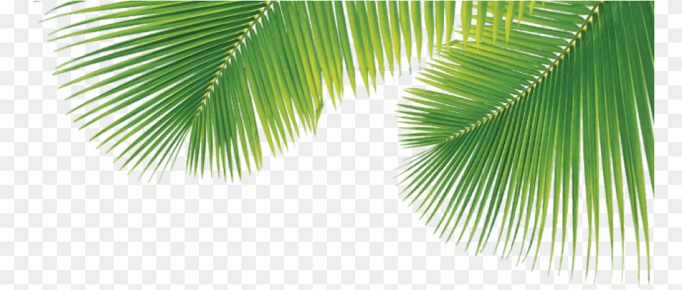 Click On Bag For More Information Palm, Green, Tree, Rainforest, Plant Png