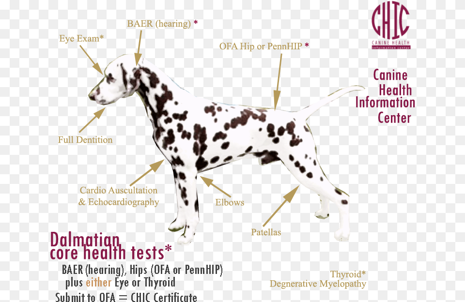 Click On The Photo Above For A Graphical Explanation Dalmatian, Animal, Canine, Mammal, Dog Free Transparent Png