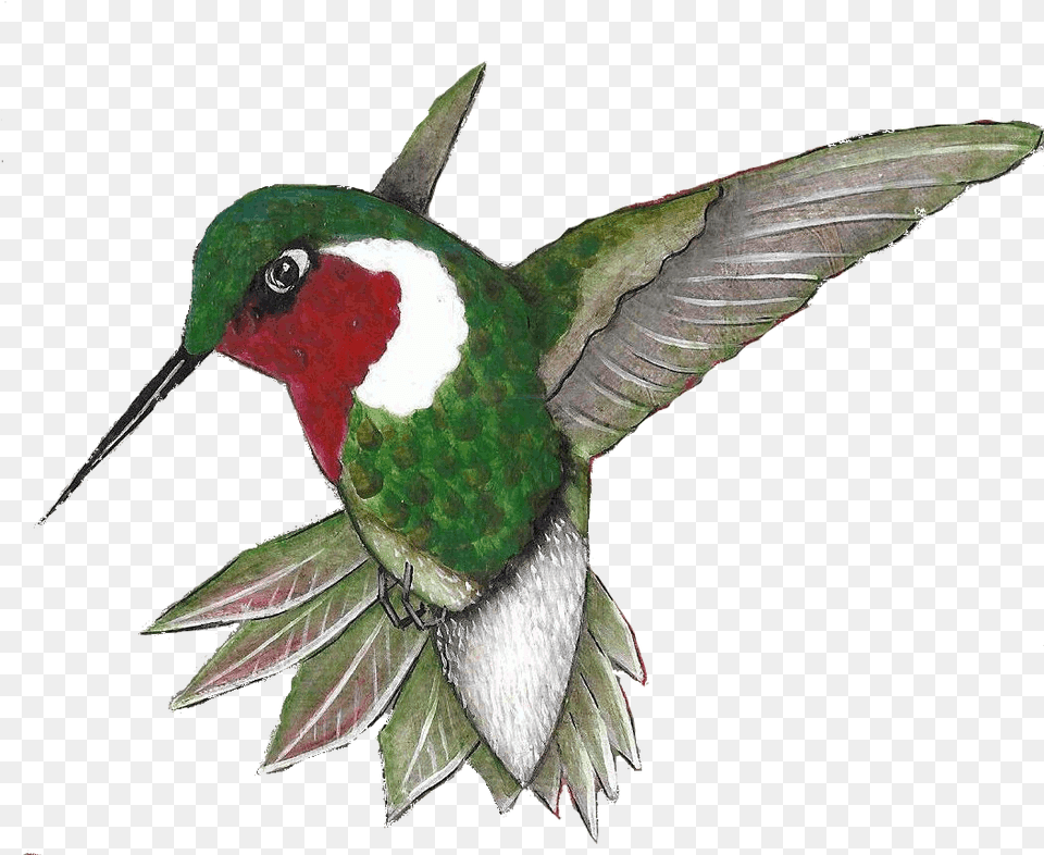 Click On The Sign Post For Additional Information About Ruby Throated Hummingbird, Animal, Bird Free Png Download