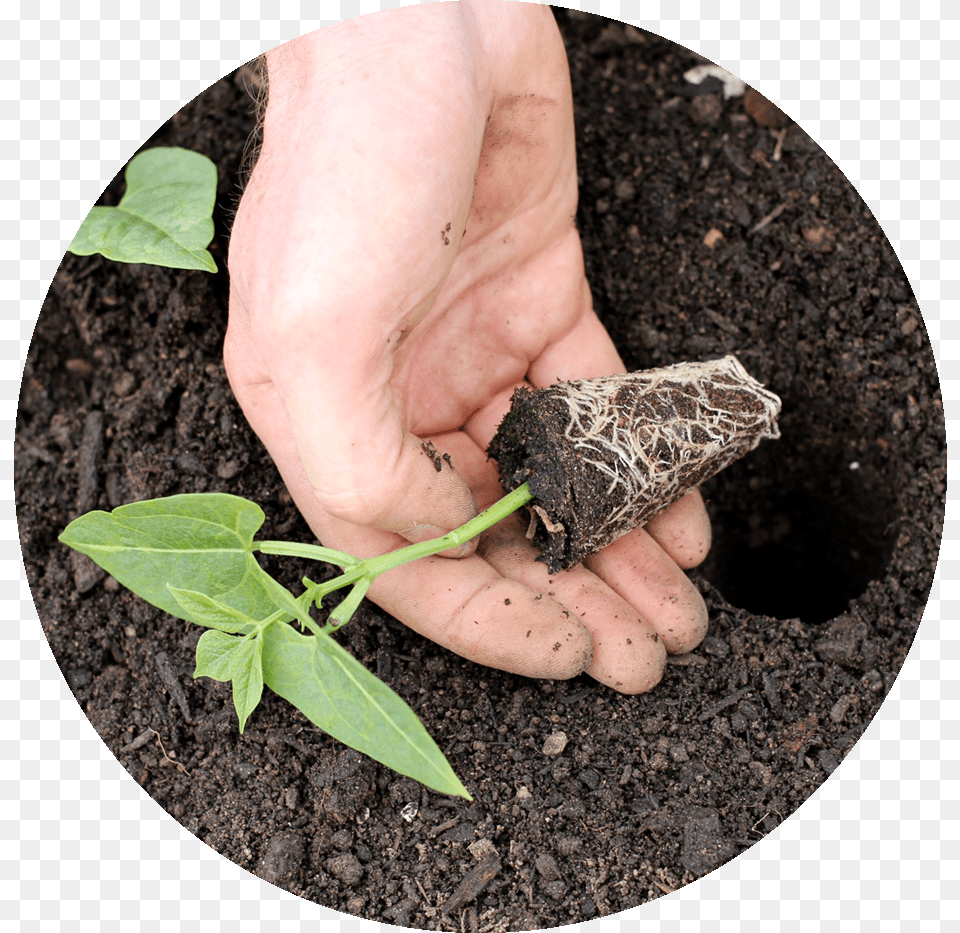 Click Photo For More About Early Days Insect, Body Part, Planting, Plant, Person Png Image