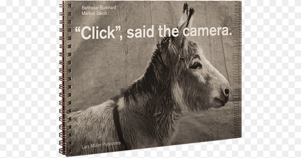 Click Said The Camera, Animal, Donkey, Mammal, Bear Png