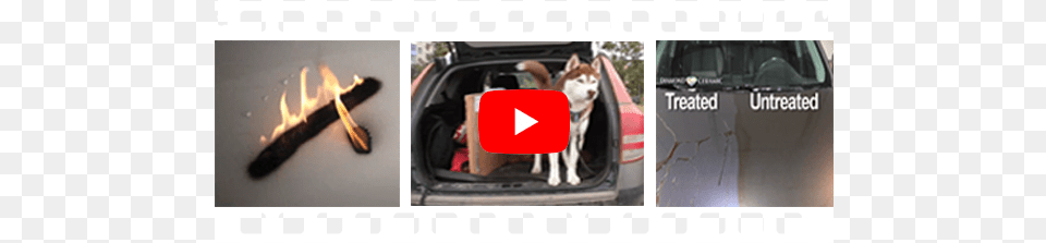 Click The Play Button Above To Watch The Video Companion Dog, Animal, Canine, Mammal, Pet Png Image