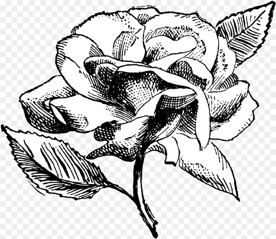 Click To Downloadsave The Above Rose Drawing Transparent Background, Art, Flower, Plant Free Png Download